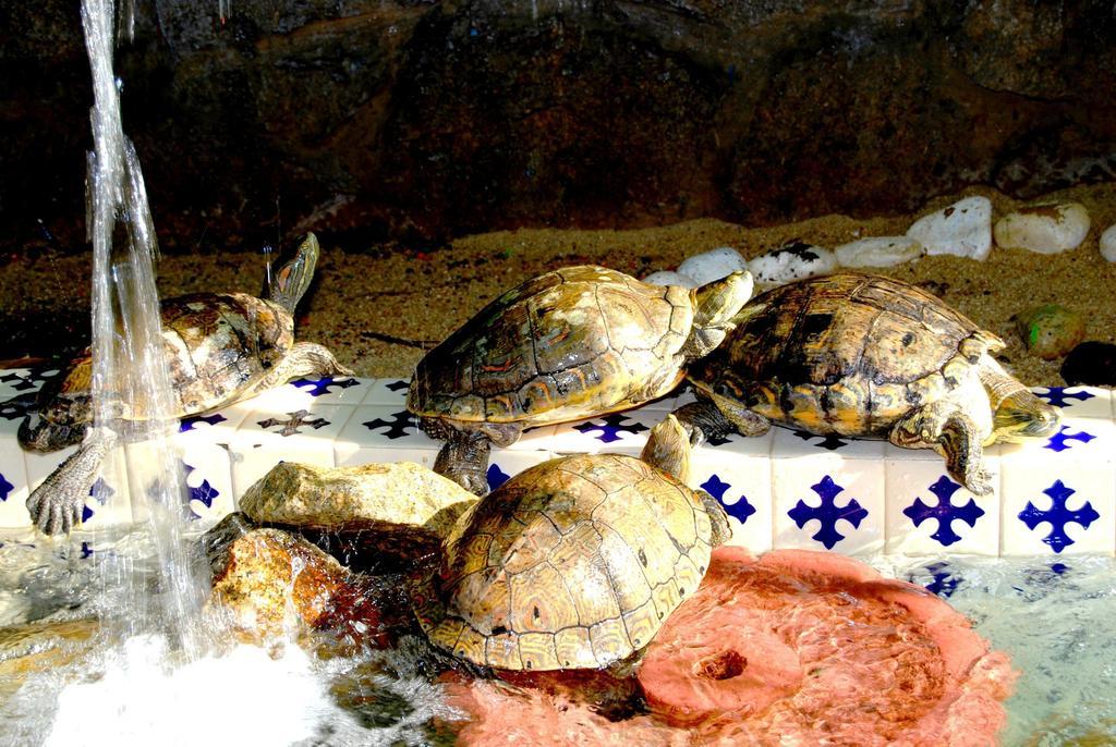Hotel Acapulco Tortuga Extérieur photo